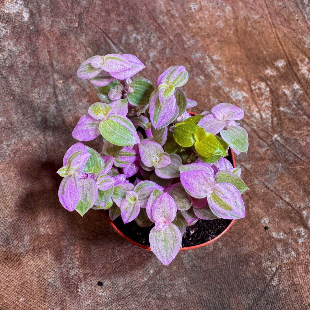 Callisia Repens in a 2” Nursery pot | Pink Tradescantia Starter Plant | Pink Lady Plant | Turtle Vine | Low Light Indoor Plant