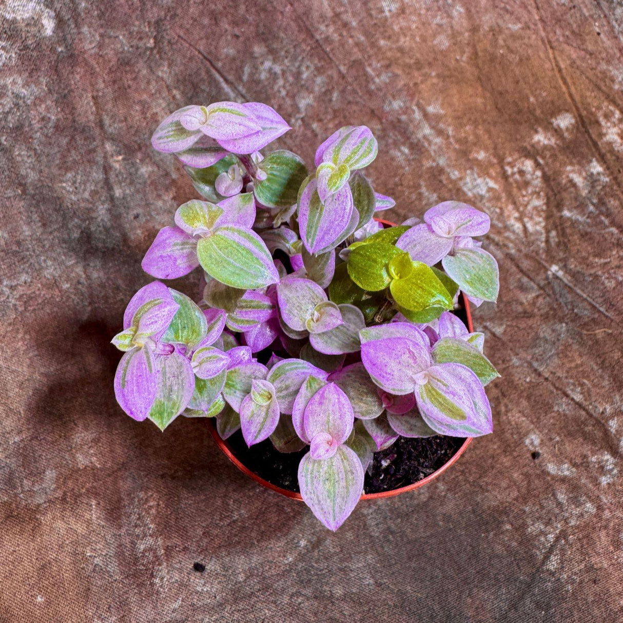 Callisia Repens in a 2” Nursery pot | Pink Tradescantia Starter Plant | Pink Lady Plant | Turtle Vine | Low Light Indoor Plant