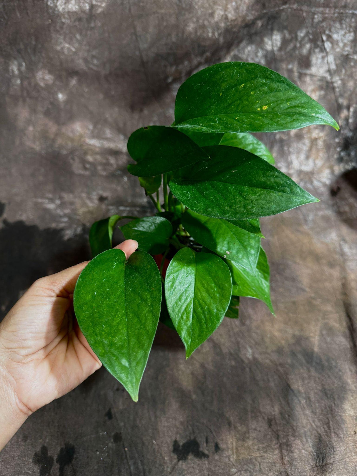 Jade Pothos in 3” Pot - Epipremnum Aureum Jade - Vining Low Light Indoor Plant - Air Purifying Tropical Houseplant - Live Indoor Plant