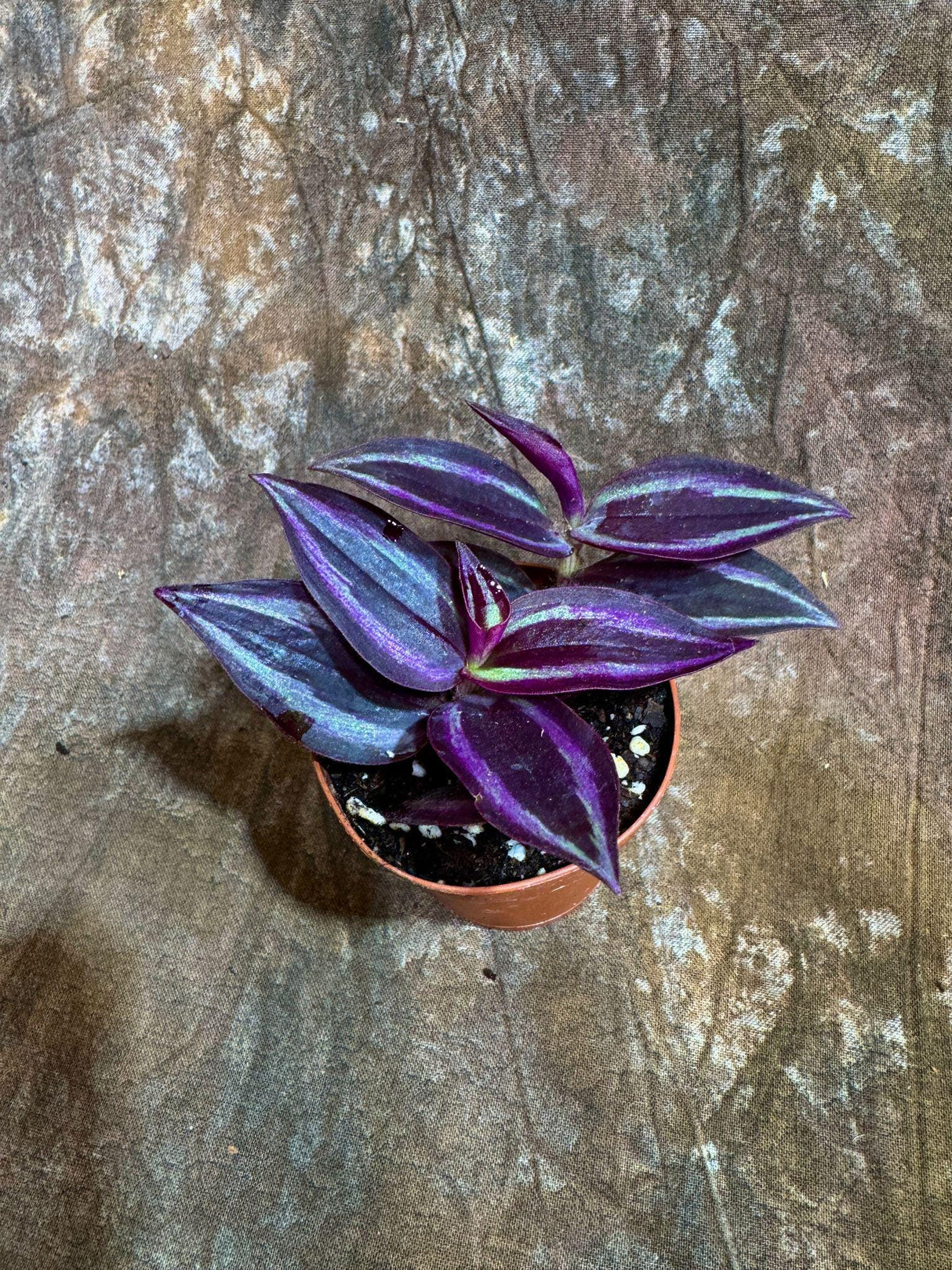 Purple Wandering Jew in 2” - Tradescantia Plant - Wandering Dude Plant - Air Purifying Houseplant - Pet Safe Indoor Plant -Low light Plant