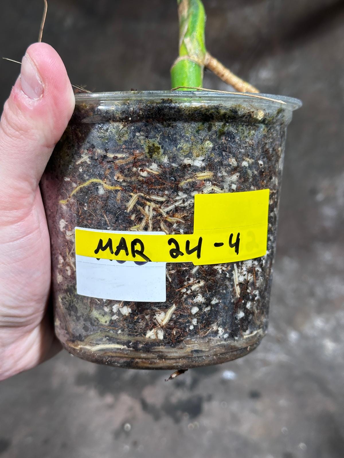 Monstera Aurea Variegated Borsigiana in a Nursery Pot - Monstera Aurea Top Cut Potted Plant - Monstera Marmota - SAME PLANT as images