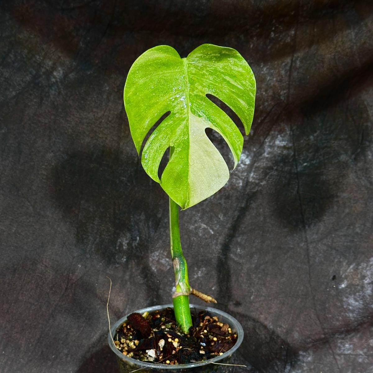 Monstera Aurea Variegated Borsigiana in a Nursery Pot - Monstera Aurea Top Cut Potted Plant - Monstera Marmota - SAME PLANT as images