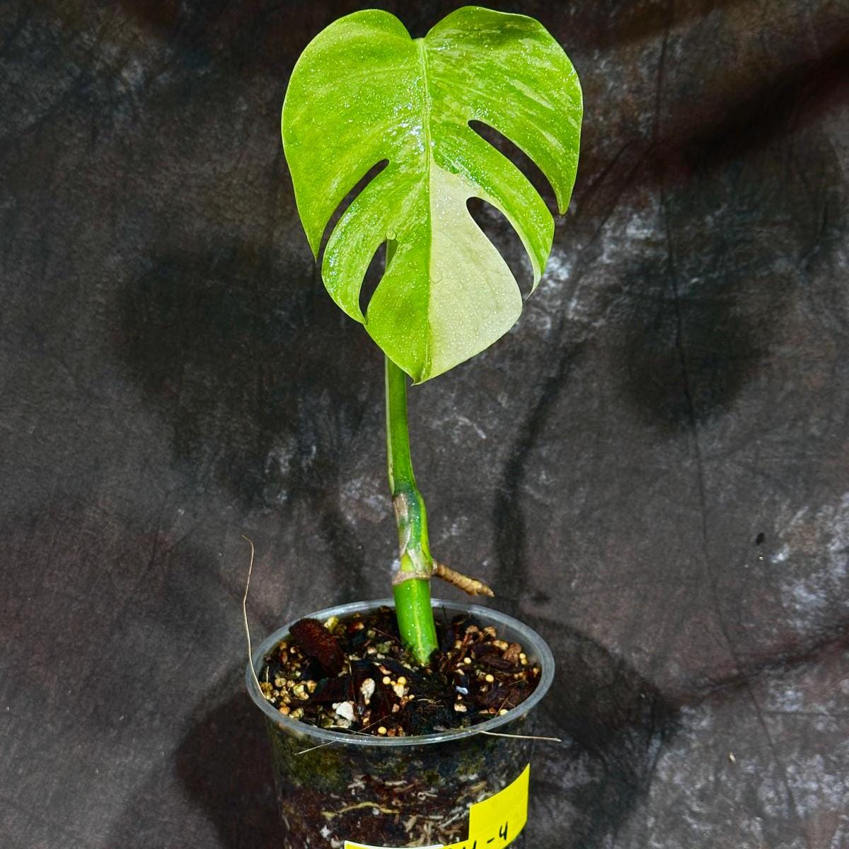 Monstera Aurea Variegated Borsigiana in a Nursery Pot - Monstera Aurea Top Cut Potted Plant - Monstera Marmota - SAME PLANT as images