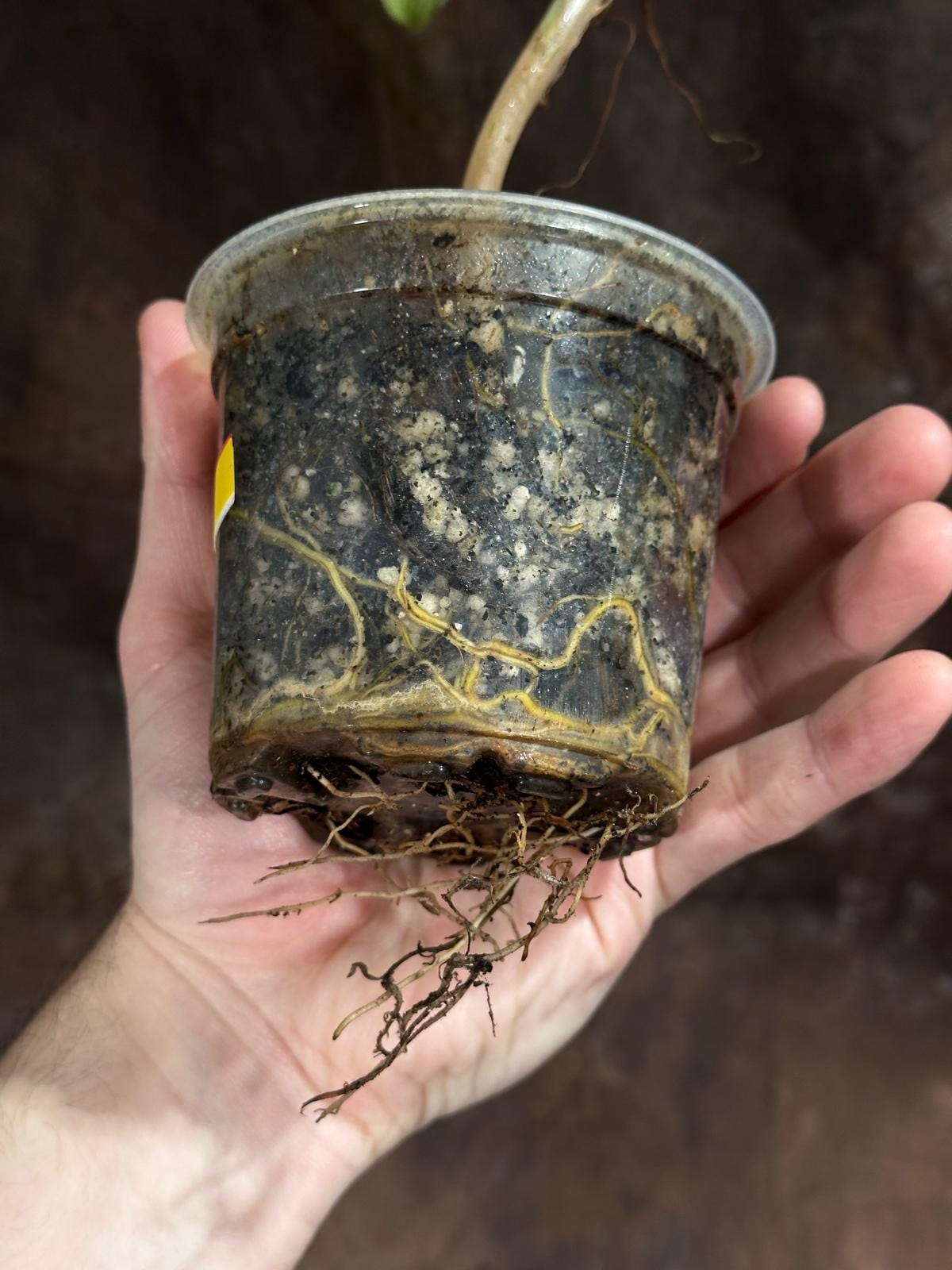 Variegated Burle Marx Philodendron Plant in a Nursery Pot - Indoor & Outdoor Live Tropical House plant - SAME Potted Plant as Image