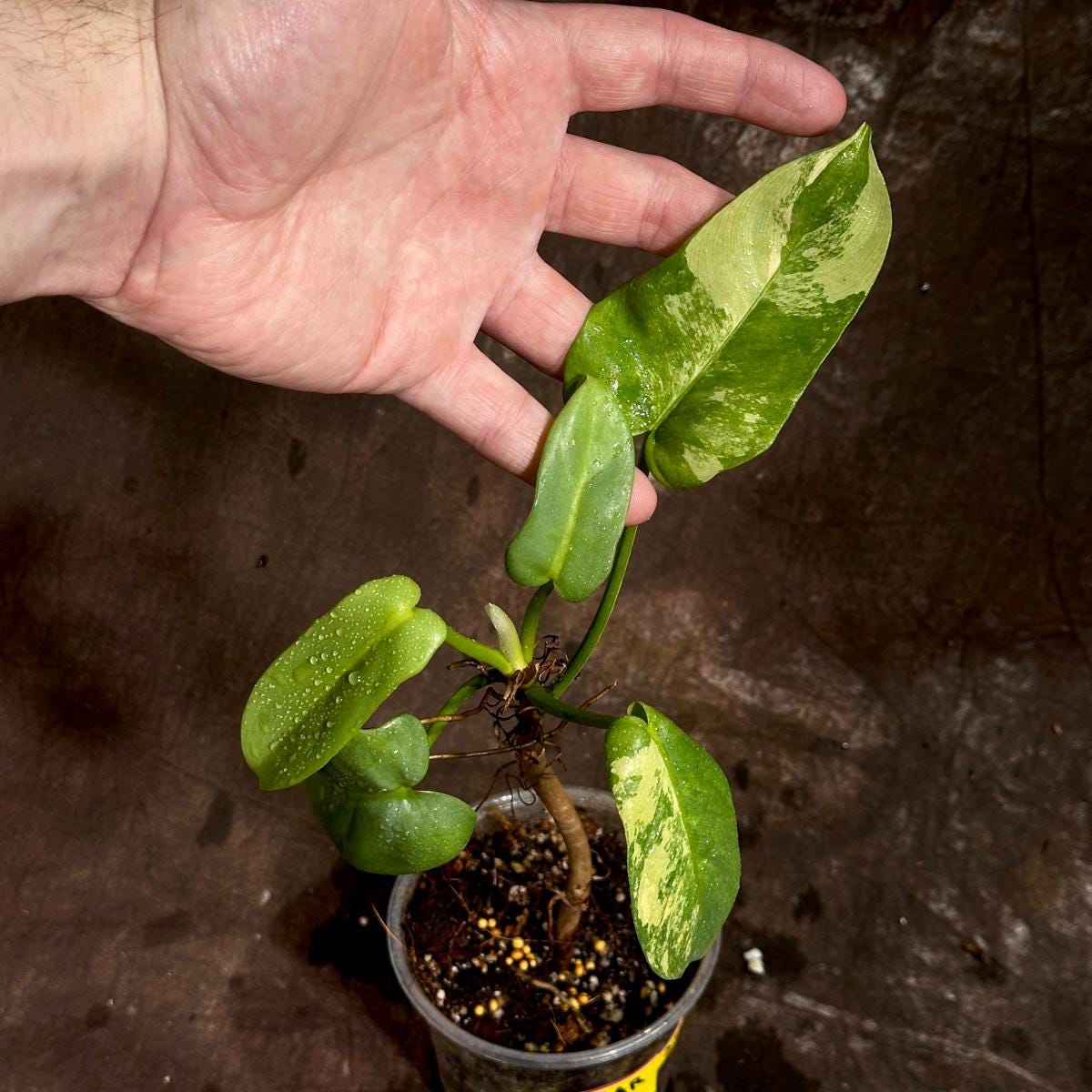 Variegated Burle Marx Philodendron Plant in a Nursery Pot - Indoor & Outdoor Live Tropical House plant - SAME Potted Plant as Image