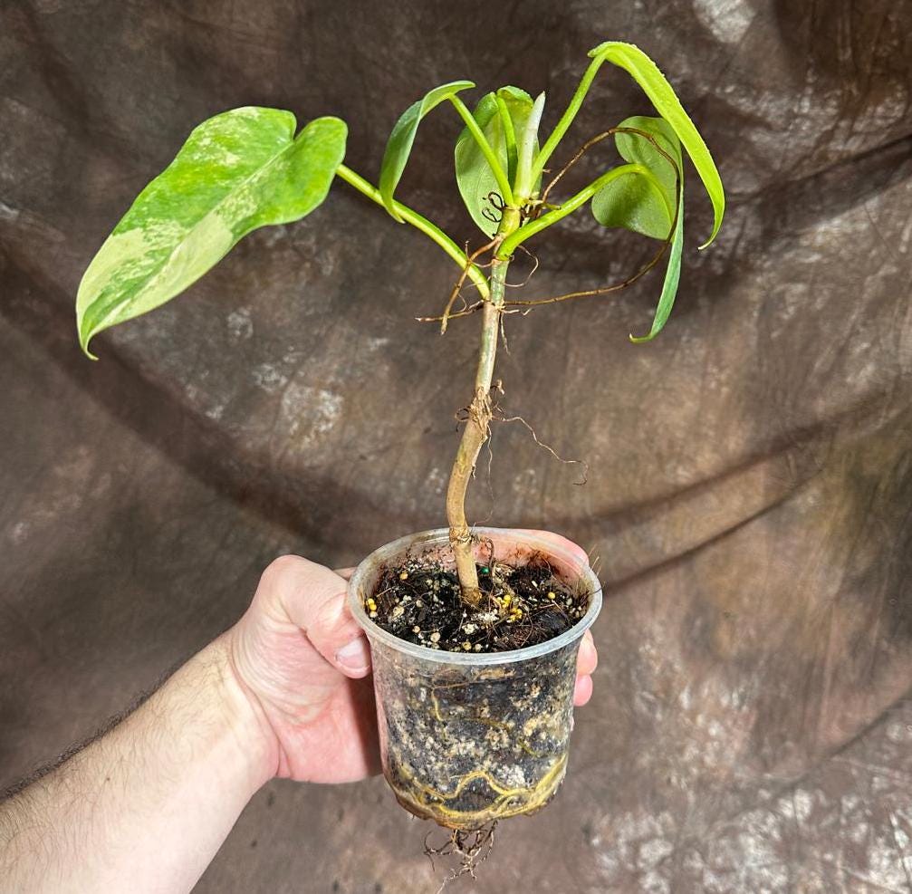 Variegated Burle Marx Philodendron Plant in a Nursery Pot - Indoor & Outdoor Live Tropical House plant - SAME Potted Plant as Image