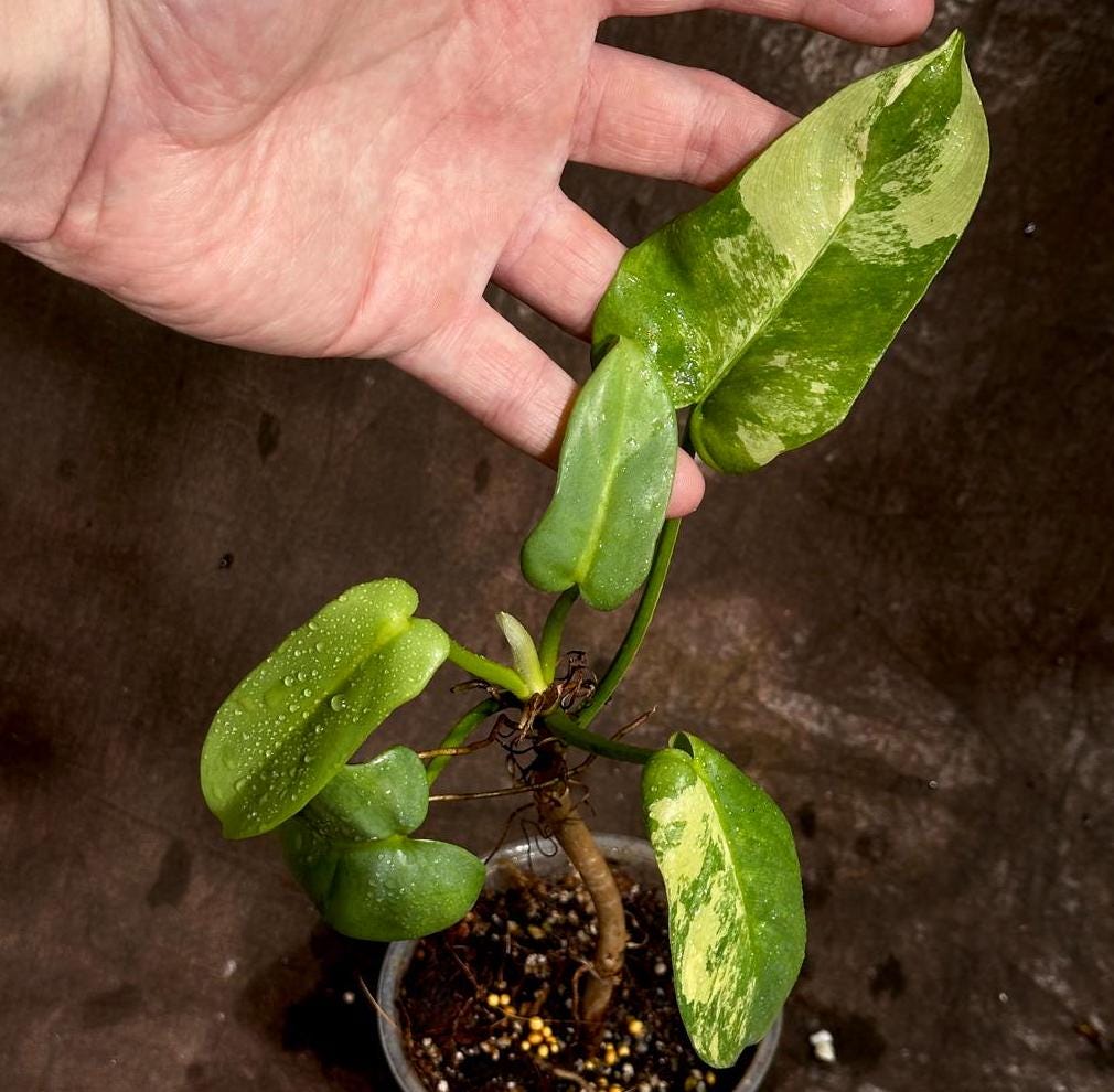 Variegated Burle Marx Philodendron Plant in a Nursery Pot - Indoor & Outdoor Live Tropical House plant - SAME Potted Plant as Image
