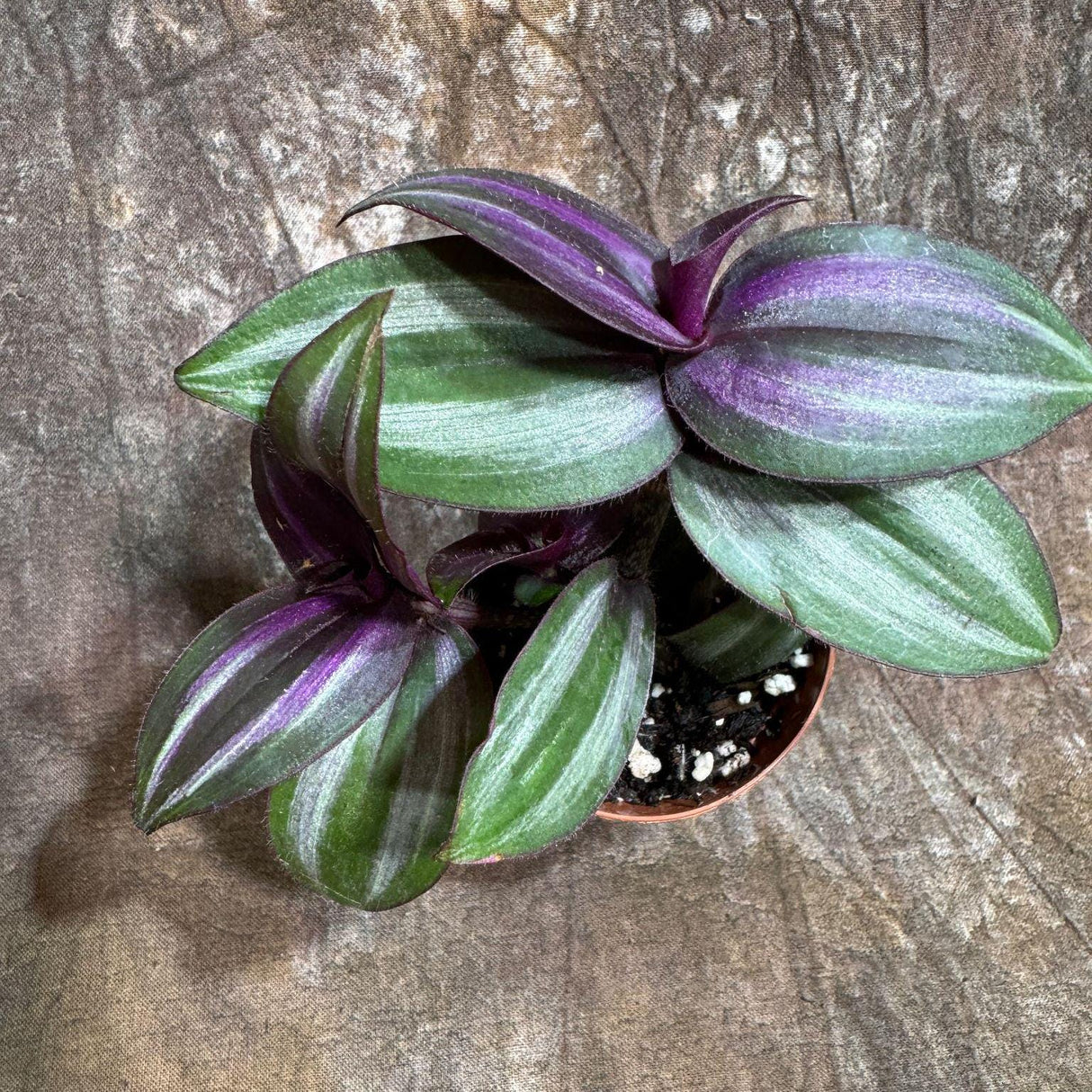 Wandering Jew Plant in 2" Nursery Pot - Rare Tradescantia - Rare Pink Silver Wandering Jew - Easy Care Hardy Indoor Houseplant - Gift Plant
