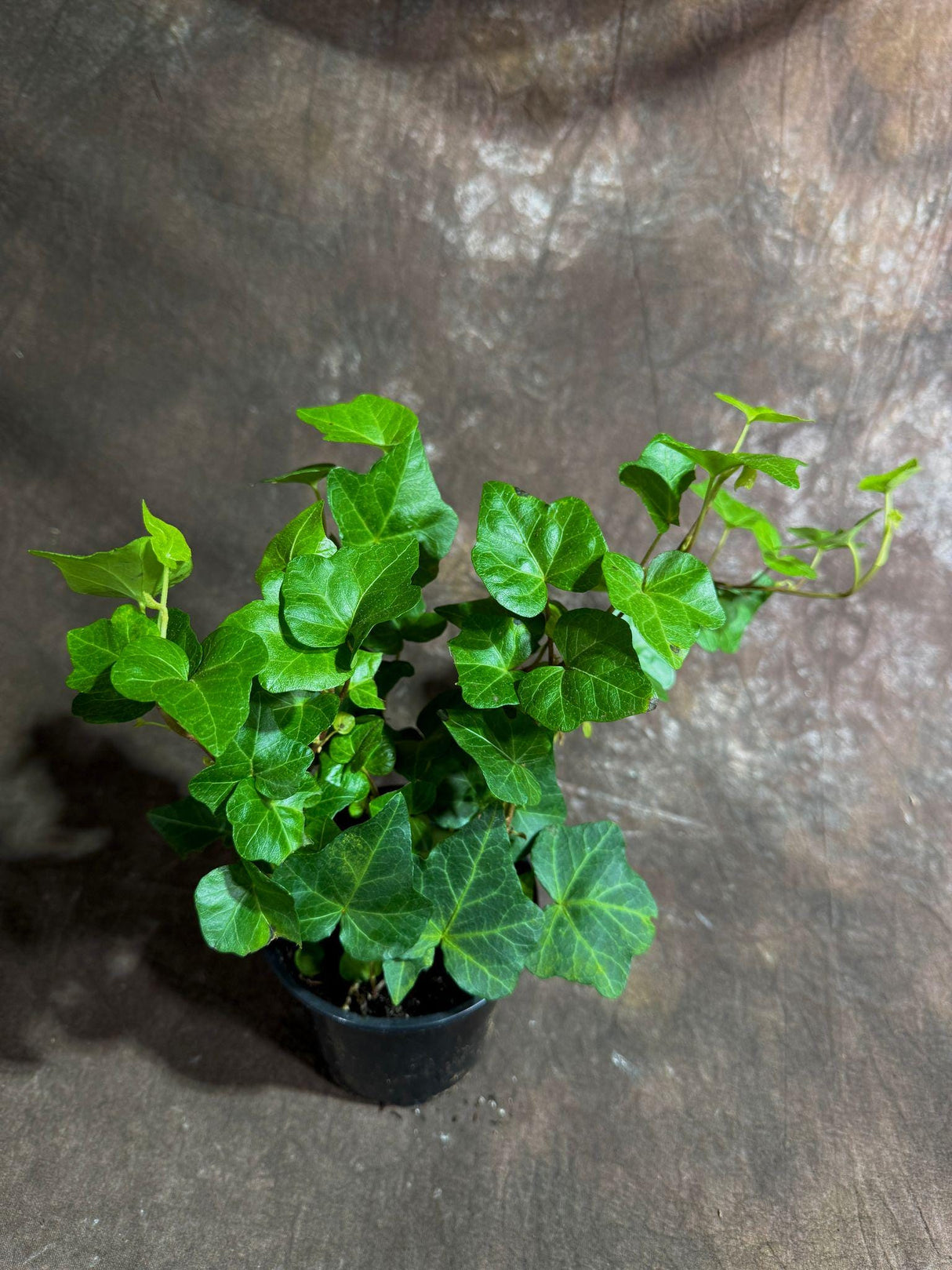 Green Ivy Live Plant in a 4" Pot - English Ivy Indoor Vining Plant - Trailing Plant - Low Light Climbing Plant - Easy Care House Plant