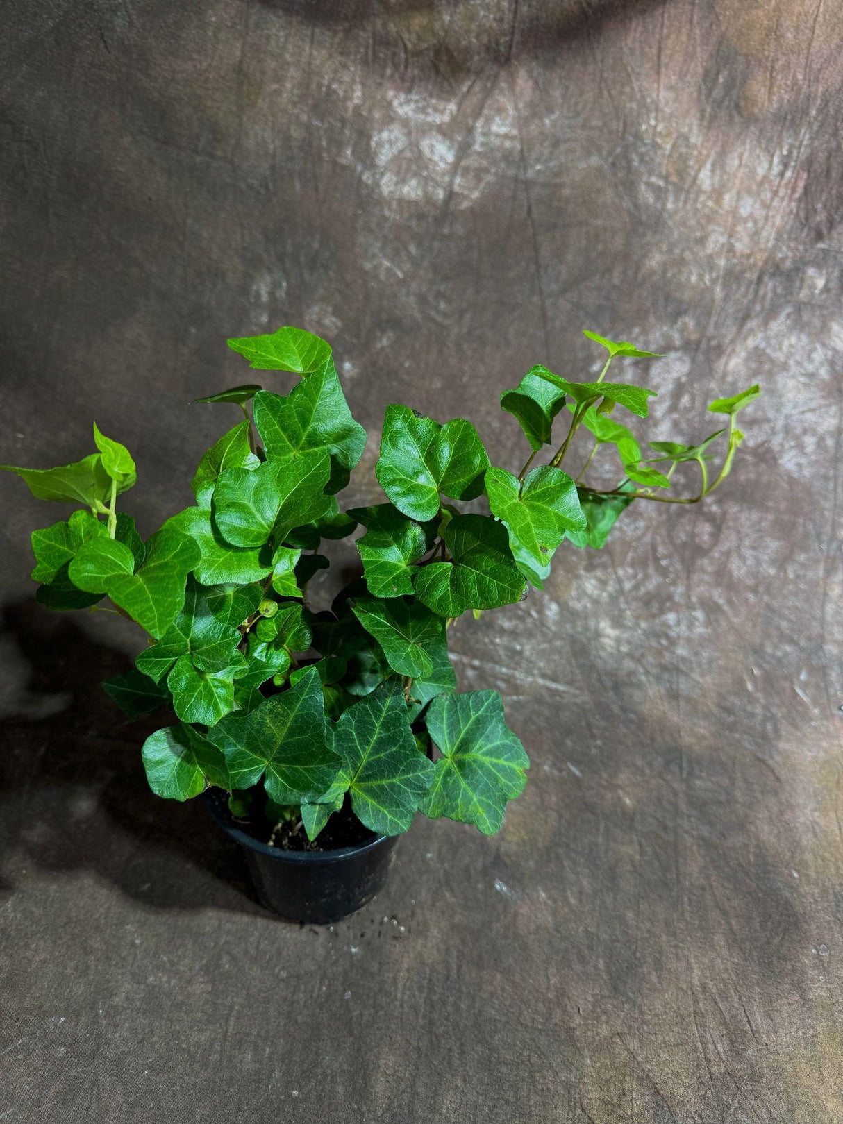 Green Ivy Live Plant in a 4" Pot - English Ivy Indoor Vining Plant - Trailing Plant - Low Light Climbing Plant - Easy Care House Plant
