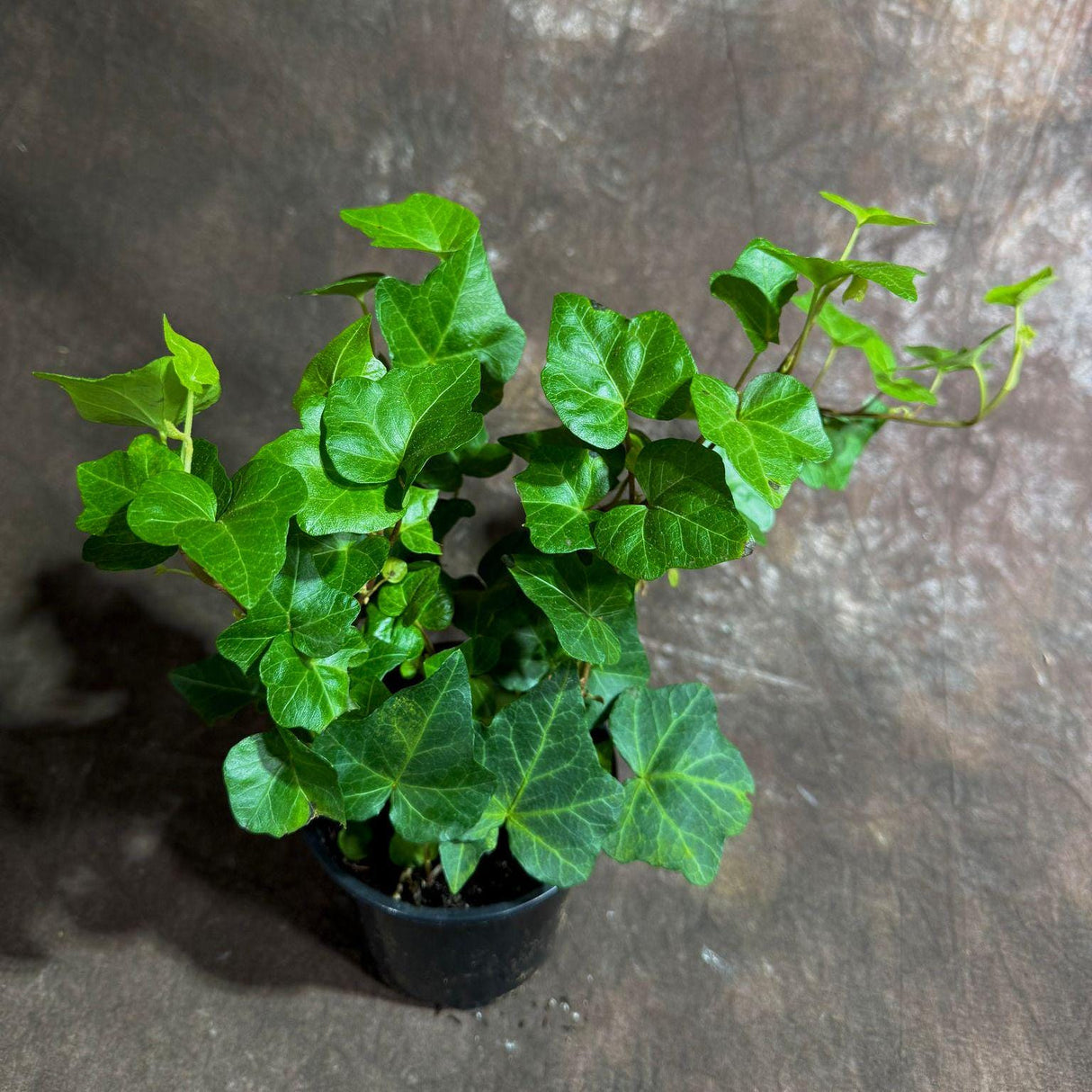Green Ivy Live Plant in a 4" Pot - English Ivy Indoor Vining Plant - Trailing Plant - Low Light Climbing Plant - Easy Care House Plant