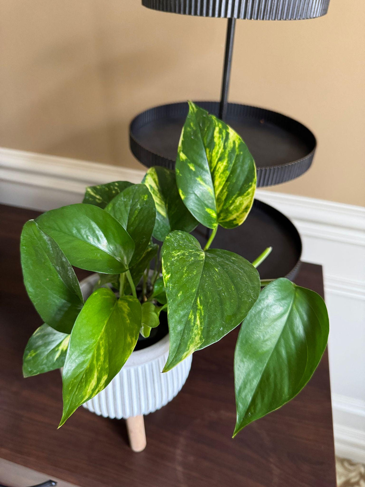 Variegated Golden Pothos in a 3" Nursery Pot - Easy Care Gift Houseplant - Low Light Indoor Plant - Green Hanging Vines Pothos