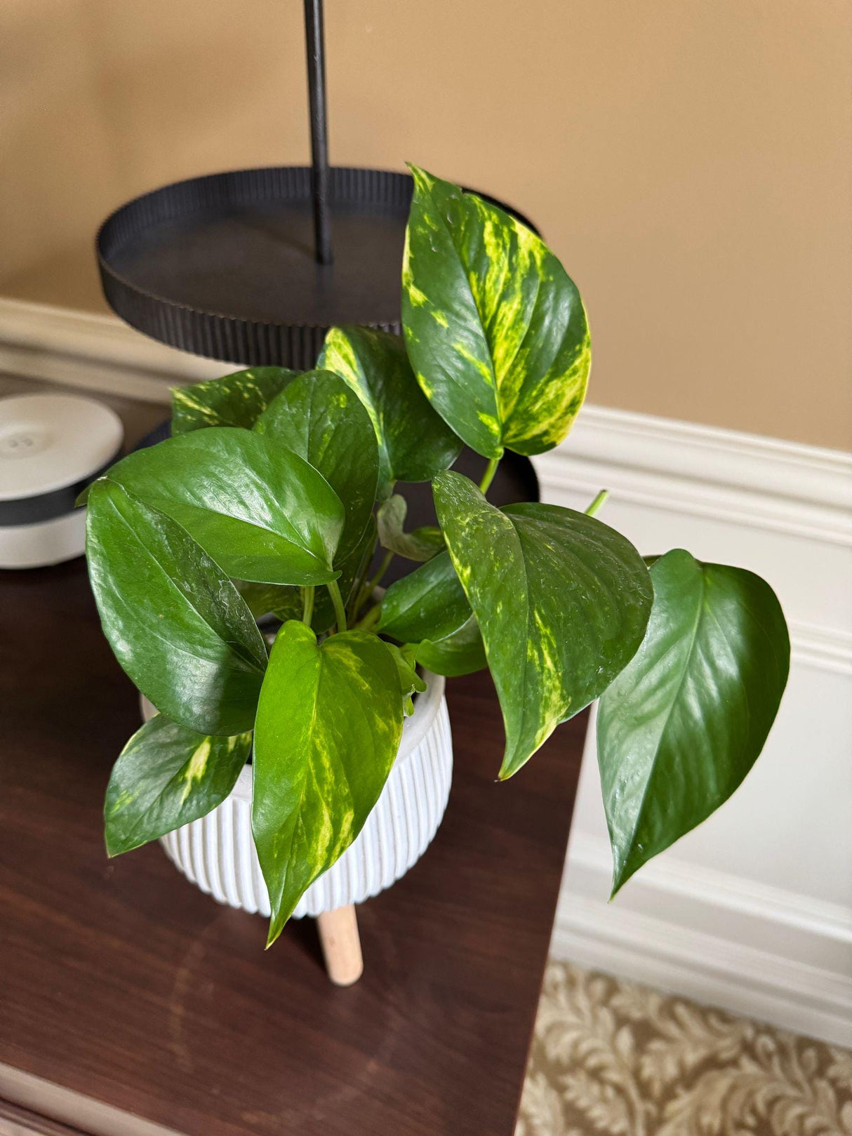 Variegated Golden Pothos in a 3" Nursery Pot - Easy Care Gift Houseplant - Low Light Indoor Plant - Green Hanging Vines Pothos