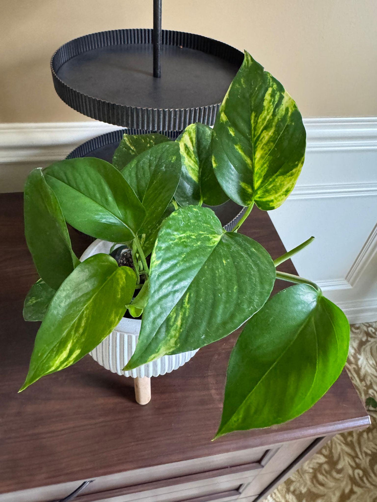 Variegated Golden Pothos in a 3" Nursery Pot - Easy Care Gift Houseplant - Low Light Indoor Plant - Green Hanging Vines Pothos