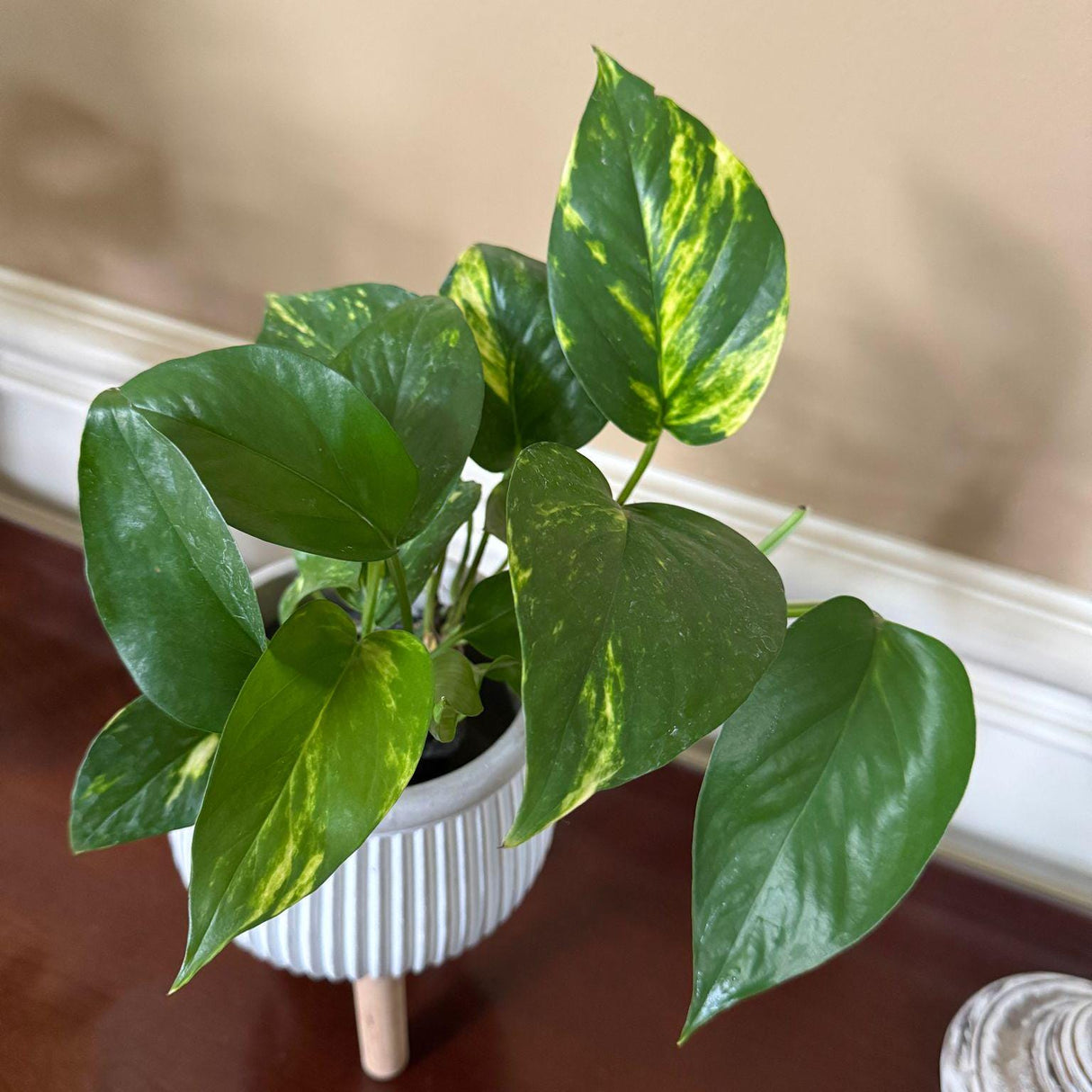 Variegated Golden Pothos in a 3" Nursery Pot - Easy Care Gift Houseplant - Low Light Indoor Plant - Green Hanging Vines Pothos
