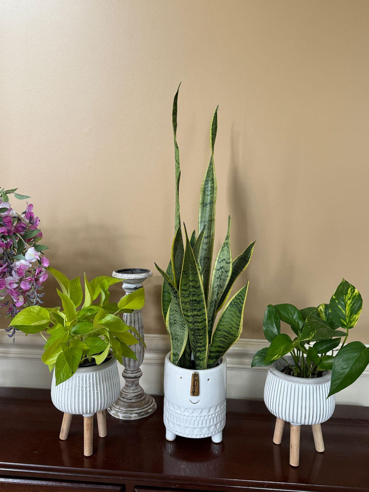 Epipremnum Aureum Neon Pothos | Live Vining Plant in 4" Nursery Pot | Indoor Gift Plant | Low light Plants |Home Decor | Tropical Houseplant