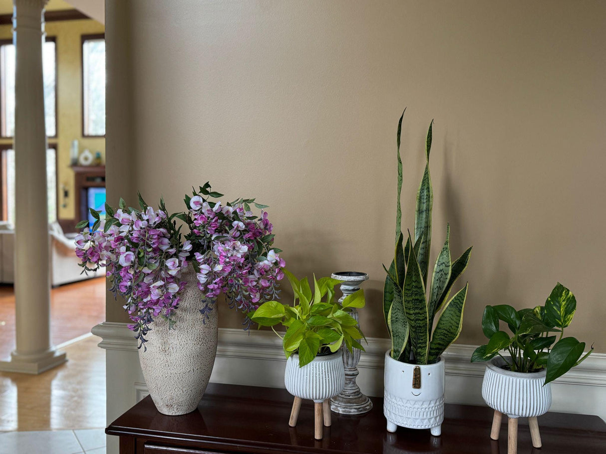 Epipremnum Aureum Neon Pothos | Live Vining Plant in 4" Nursery Pot | Indoor Gift Plant | Low light Plants |Home Decor | Tropical Houseplant