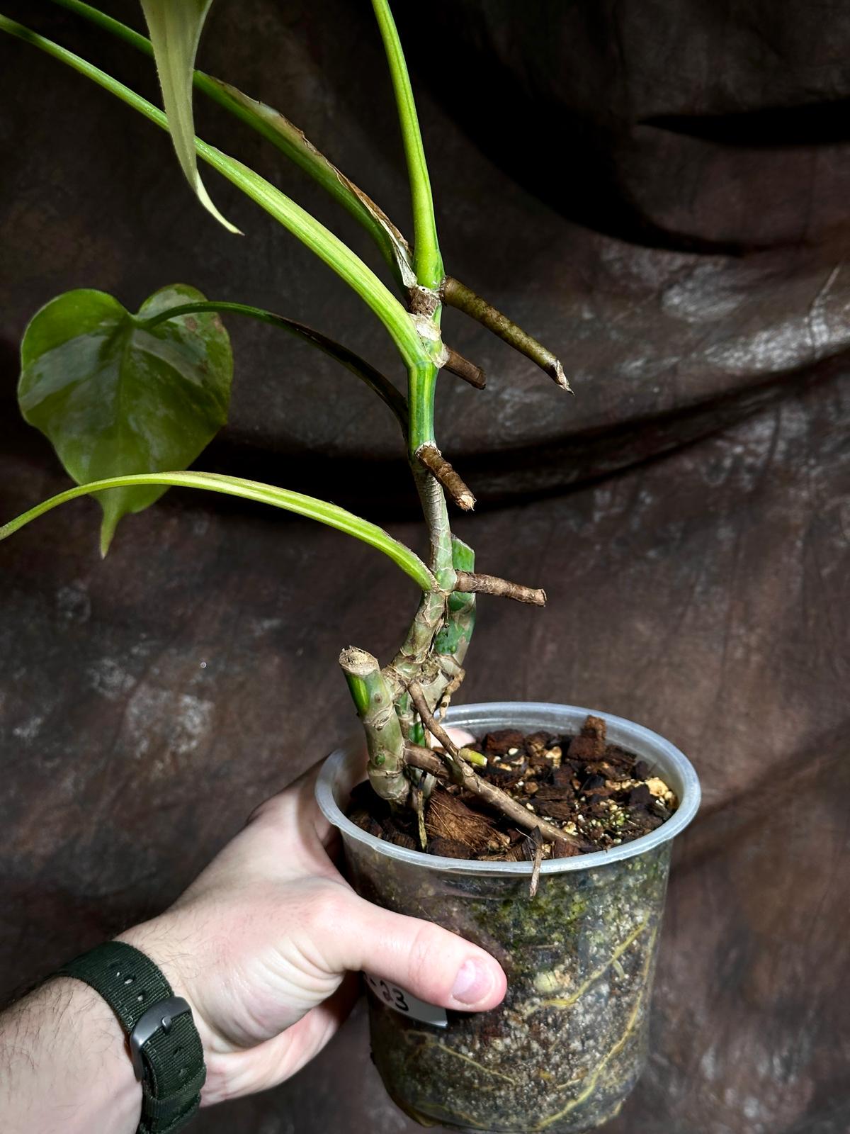 Monstera Aurea Variegated Borsigiana in a Nursery Pot - Monstera Aurea Potted Plant - Monstera Marmota - SAME PLANT as images