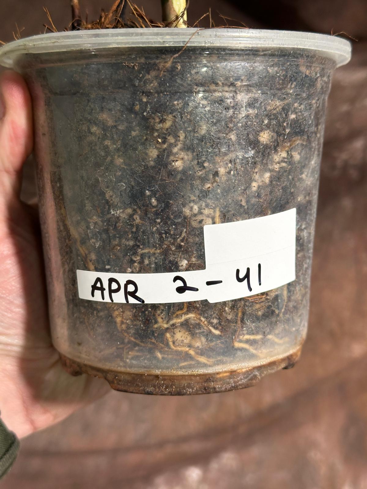 Variegated Monstera Albo Plant - Rare Indoor White Monstera Albo Borsigiana Plant - Half-Moon Leaf - Indoor Plant - Rare Houseplant