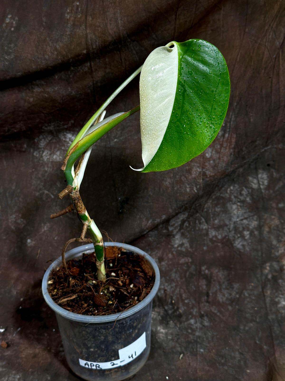 Variegated Monstera Albo Plant - Rare Indoor White Monstera Albo Borsigiana Plant - Half-Moon Leaf - Indoor Plant - Rare Houseplant