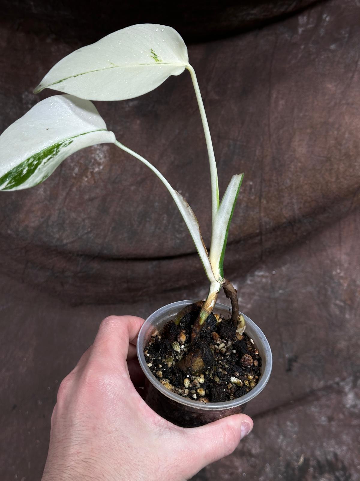Variegated Monstera Albo Plant - Rare Indoor White Monstera Albo Borsigiana Plant - All White Albo - Indoor Plant - Rare Houseplant