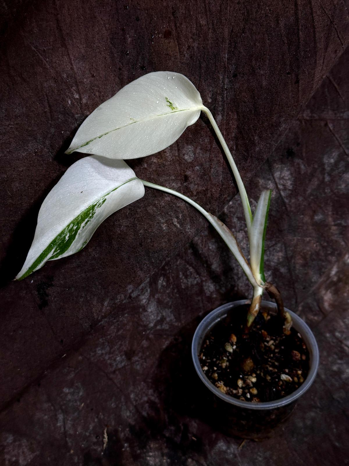 Variegated Monstera Albo Plant - Rare Indoor White Monstera Albo Borsigiana Plant - All White Albo - Indoor Plant - Rare Houseplant