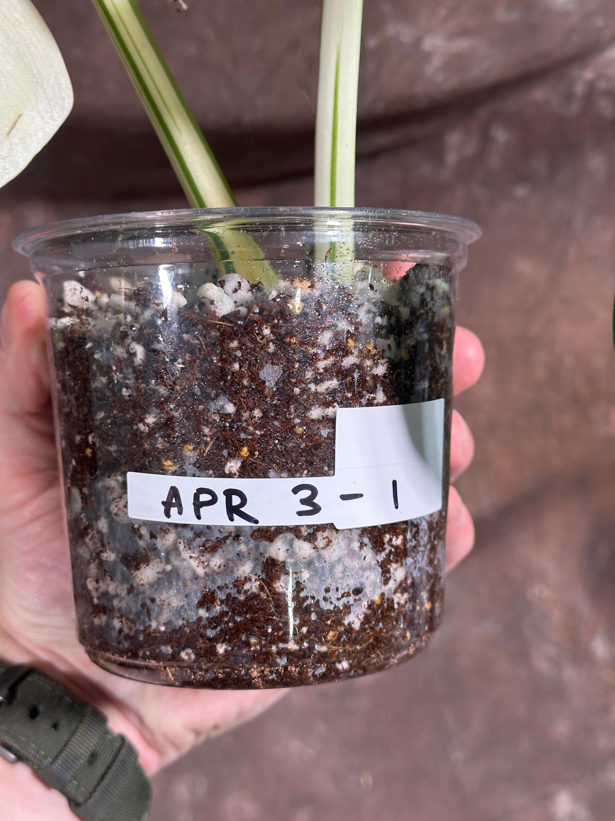 Variegated Monstera Albo Plant - Rare Indoor White Monstera Albo Borsigiana Plant - Indoor Plant - Rare Houseplant US Seller - EXACT Plant