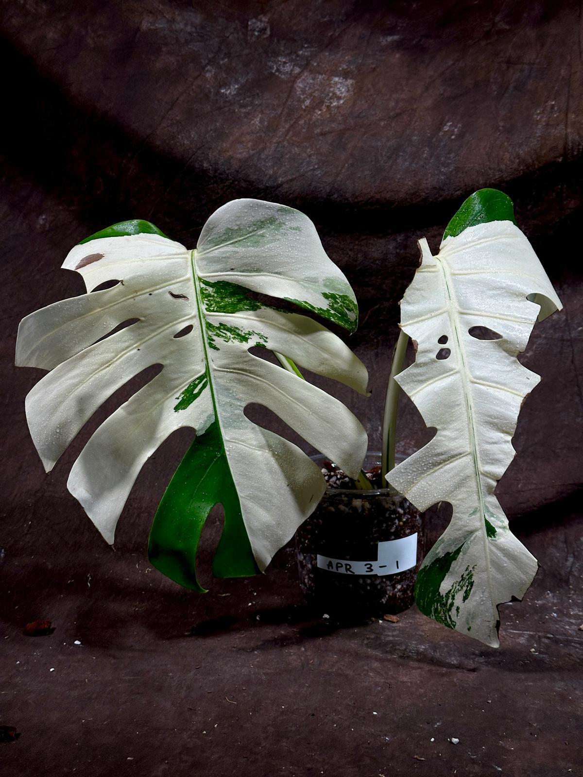 Variegated Monstera Albo Plant - Rare Indoor White Monstera Albo Borsigiana Plant - Indoor Plant - Rare Houseplant US Seller - EXACT Plant