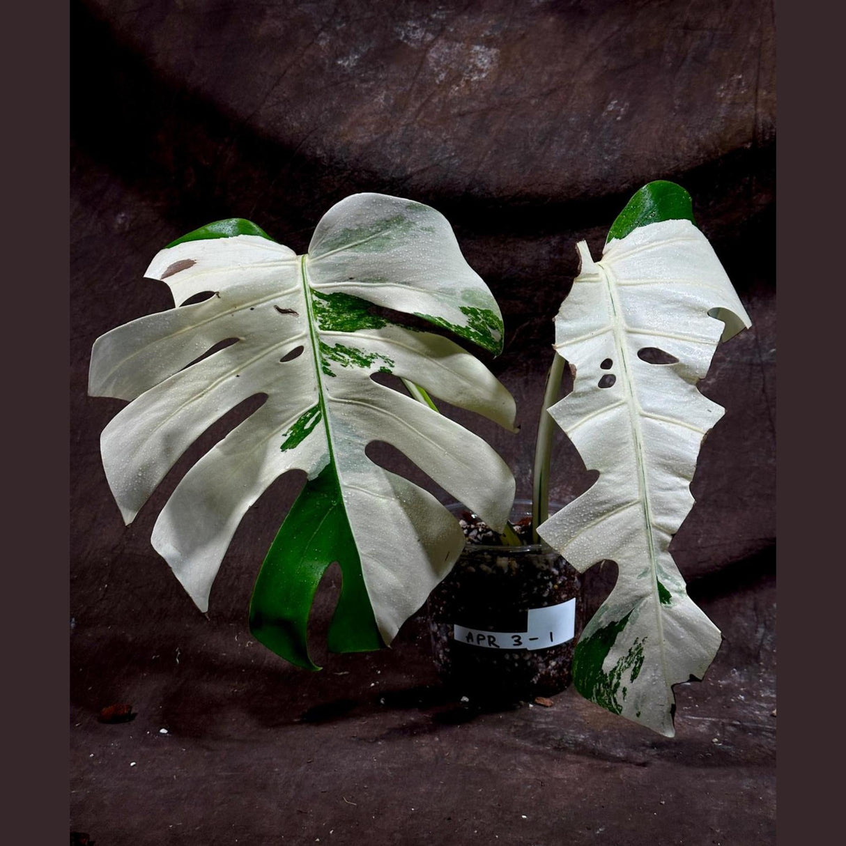 Variegated Monstera Albo Plant - Rare Indoor White Monstera Albo Borsigiana Plant - Indoor Plant - Rare Houseplant US Seller - EXACT Plant