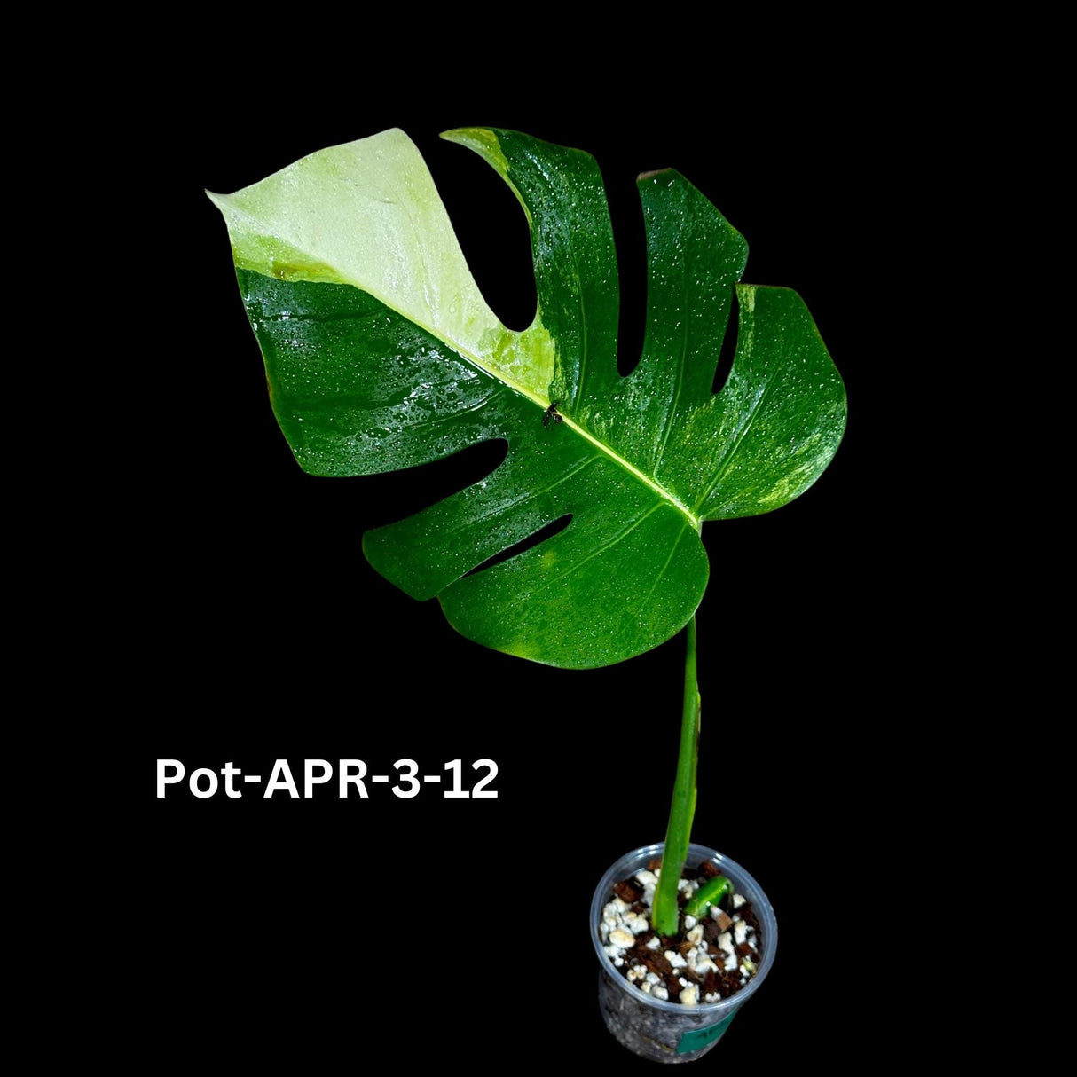 Variegated Monstera Aurea Borsigiana in a Nursery Pot - Monstera Aurea Variegata - Monstera Marmota - SAME PLANT as images
