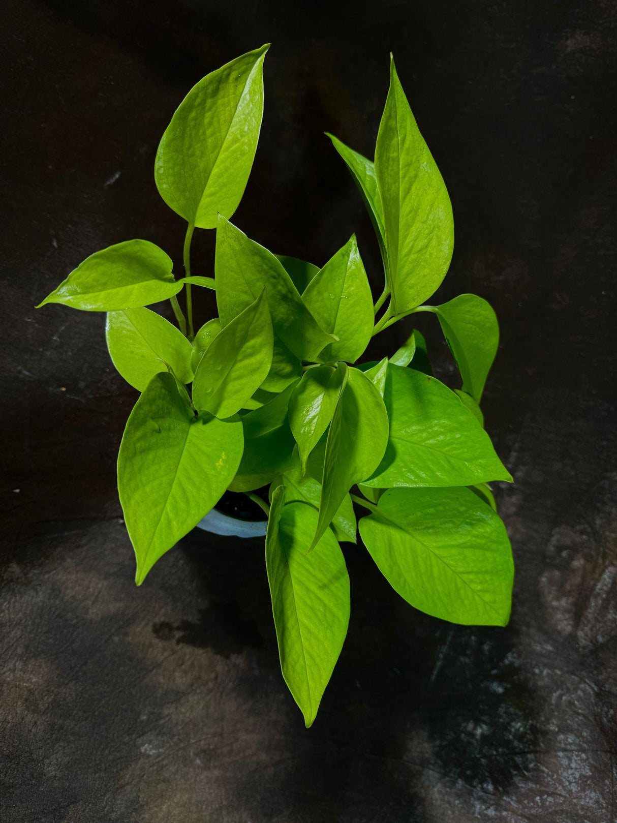 Neon Pothos Indoor Plant in a 4" Nursery Pot - Easy Care Low Light Live Plant - Neon Pothos Houseplant - Office Plant