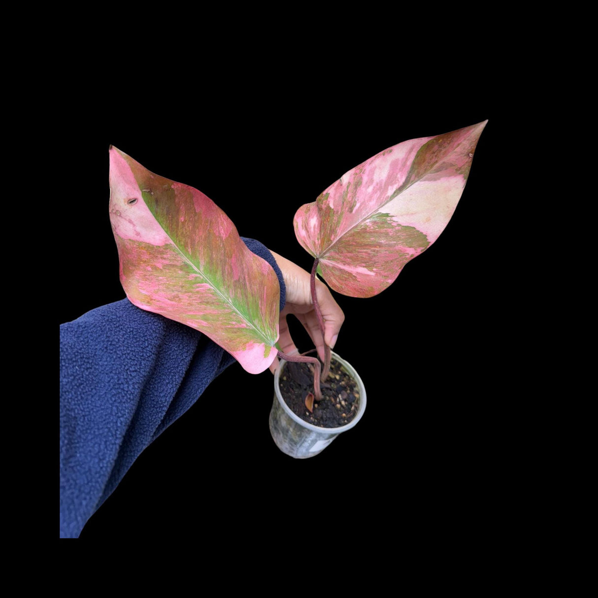 Variegated Philodendron Strawberry Shake in a Nursery Pot - Pink Strawberry Shake RARE Collector Plant - Live Indoor Plant - Non-Exact