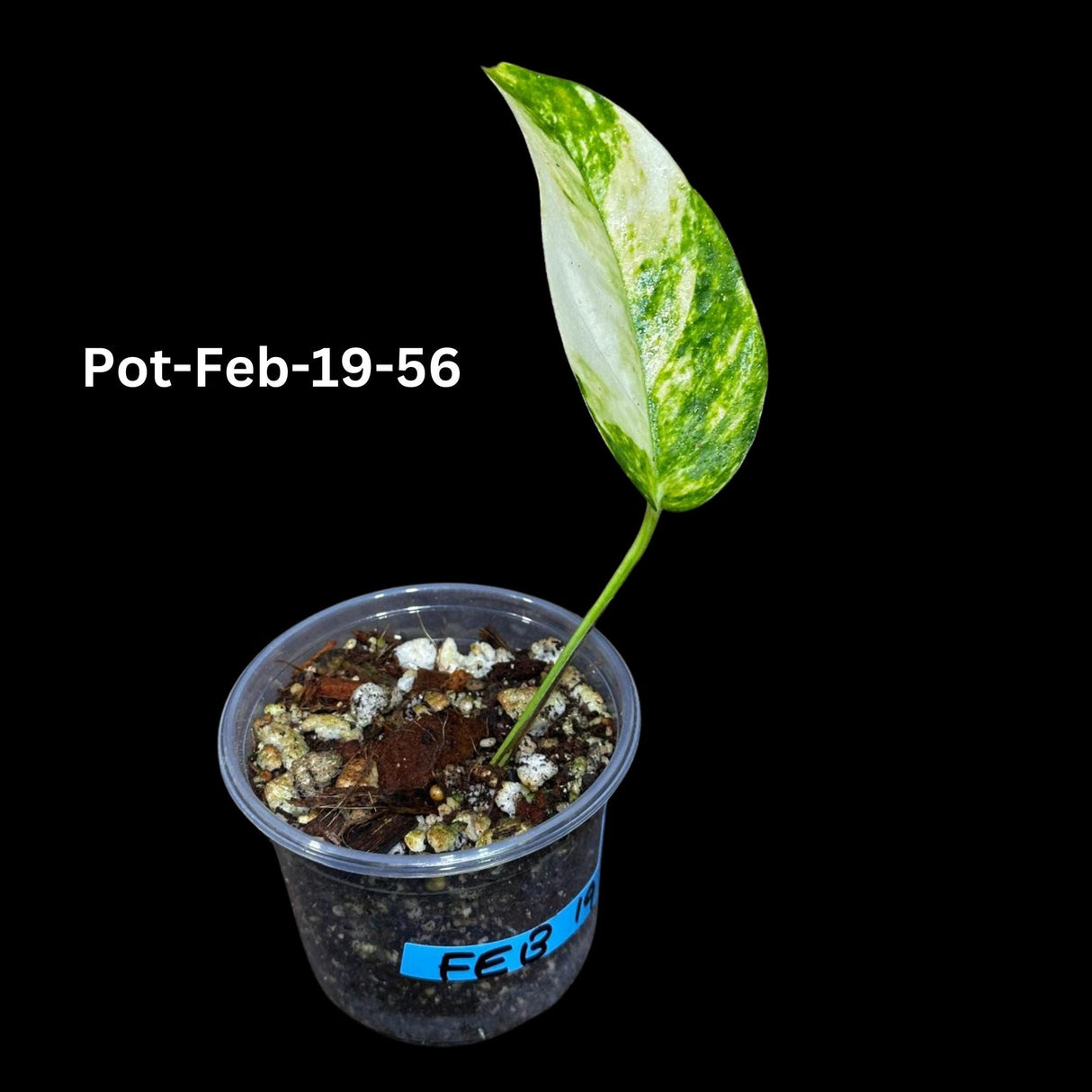 Epipremnum Yellow Flame Rare Exact Plant , Golden Flame Pinnatum Variegated, Very Rare Same Pot, US Seller, Collector Plant, GIFT Plant v2