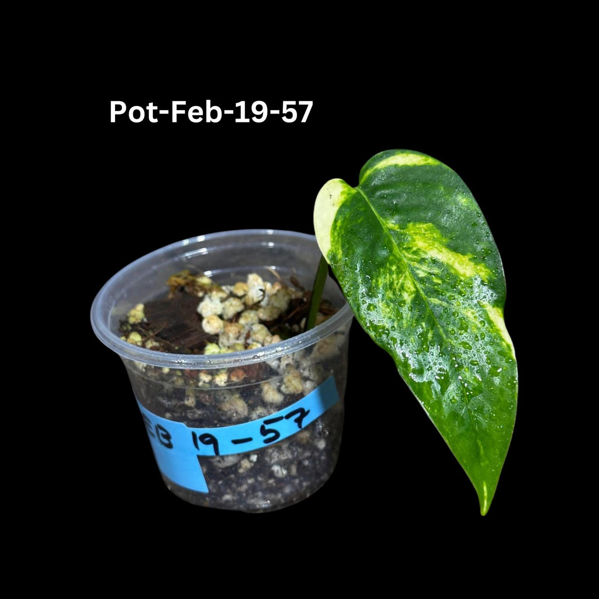 Epipremnum Yellow Flame Rare Exact Plant , Golden Flame Pinnatum Variegated, Very Rare Same Pot, US Seller, Collector Plant, GIFT Plant v2