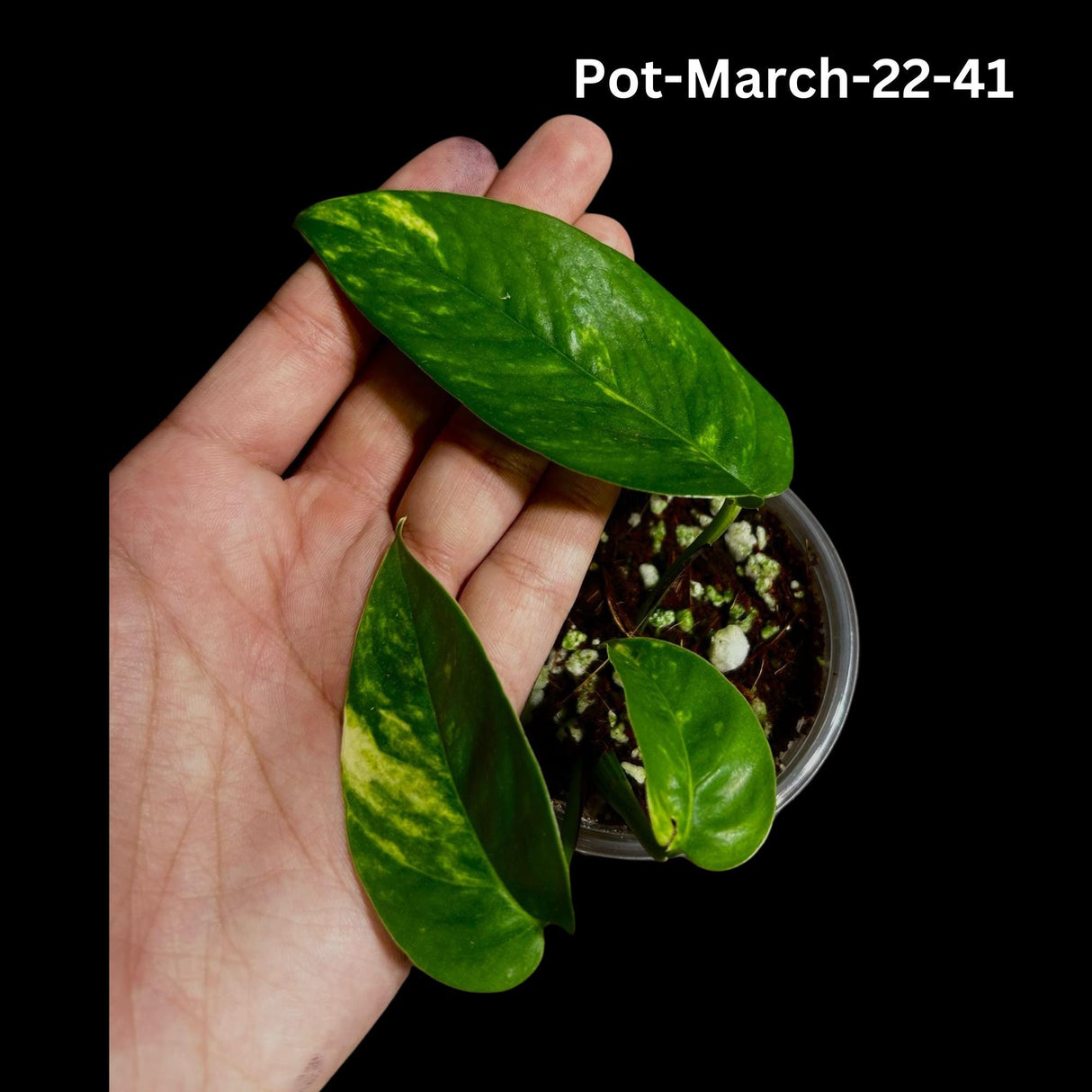 Epipremnum Yellow Flame Rare Exact Plant , Golden Flame Pinnatum Variegated, Very Rare Same Pot, US Seller, Collector Plant, GIFT Plant v2