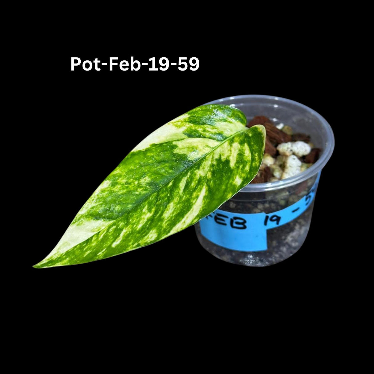 Epipremnum Yellow Flame Rare Exact Plant , Golden Flame Pinnatum Variegated, Very Rare Same Pot, US Seller, Collector Plant, GIFT Plant v2