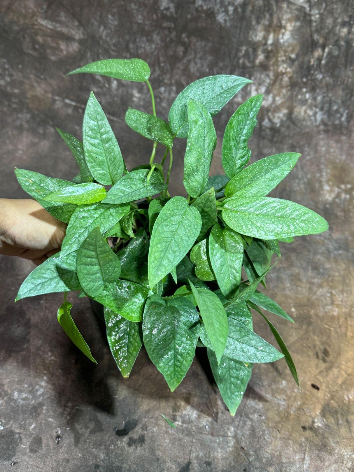 Cebu Blue Pothos in a 6" Nursery Pot | Epipremnum Pinnatum Vining Plant | Air Purifying Indoor Houseplant | Low Light Best Office Plant