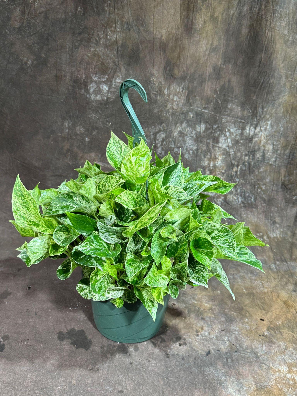Marble Queen Pothos in 8" Hanging Basket - Gorgeous Variegated Indoor Easy-Care Houseplant - Marble Pothos - SAME PLANT as the pictures