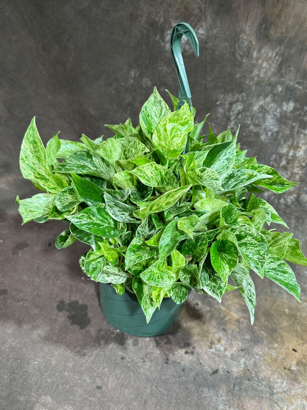 Marble Queen Pothos in 8" Hanging Basket - Gorgeous Variegated Indoor Easy-Care Houseplant - Marble Pothos - SAME PLANT as the pictures