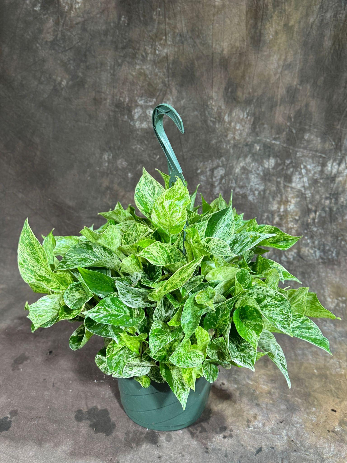 Marble Queen Pothos in 8" Hanging Basket - Gorgeous Variegated Indoor Easy-Care Houseplant - Marble Pothos - SAME PLANT as the pictures