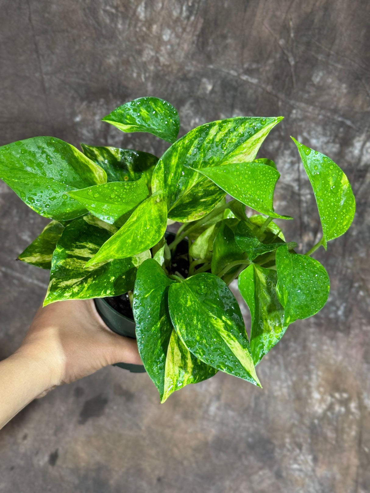 Golden Pothos in a 4" Nursery Pot - Easy Care Low light Indoor Plant - Devils Ivy Lucky Houseplant Air Purifier - Housewarming Gift Plant