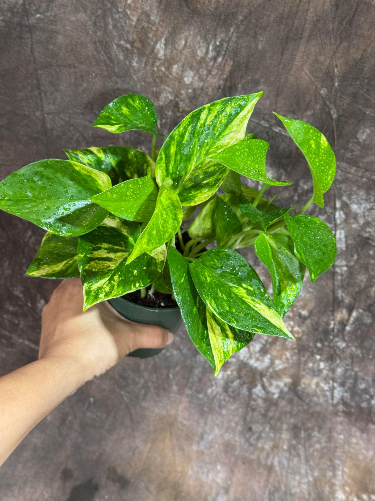Golden Pothos in a 4" Nursery Pot - Easy Care Houseplant - Low light Indoor Plant - Devils Ivy Plant - Air Purifier Plant - US Seller