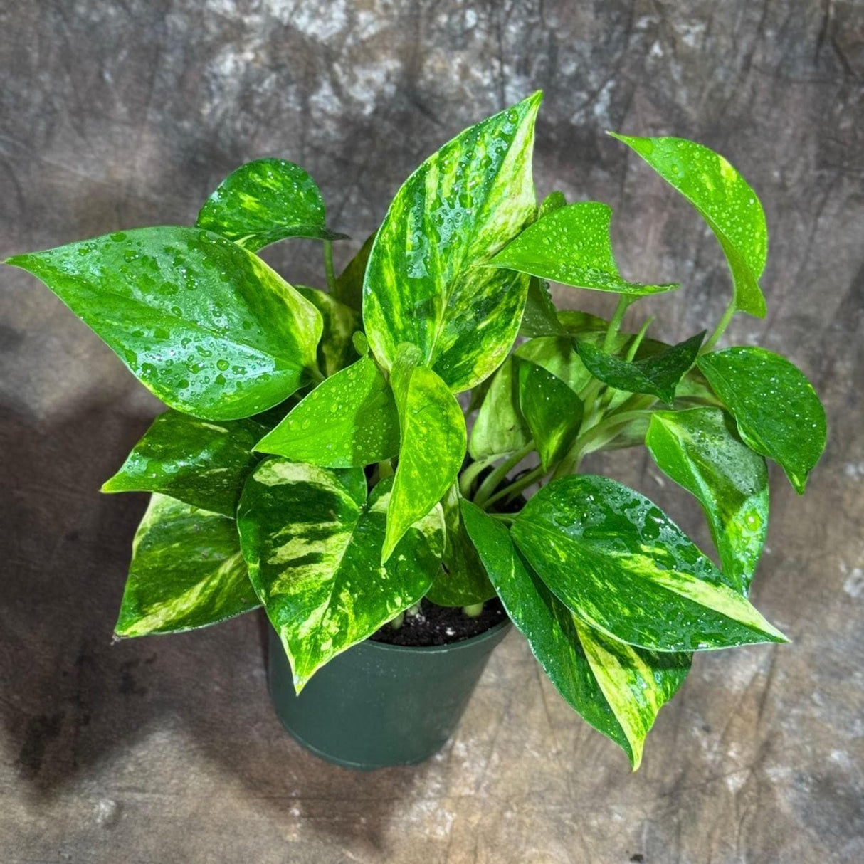 Golden Pothos in a 4" Nursery Pot - Easy Care Houseplant - Low light Indoor Plant - Devils Ivy Plant - Air Purifier Plant - US Seller