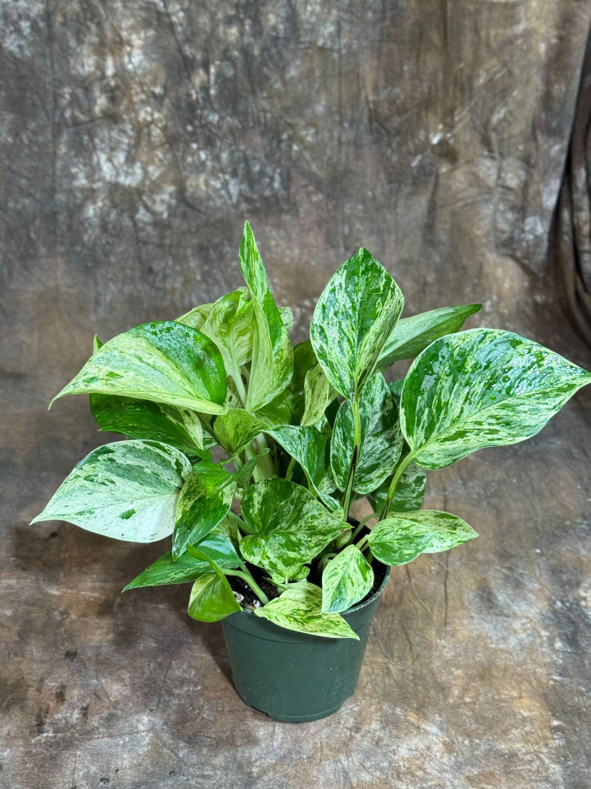 Marble Queen Pothos in 4" Nursery Pot - Gorgeous Variegated Indoor Easy-Care Houseplant - Marble Pothos - Air Purifier Plants - Office Plant