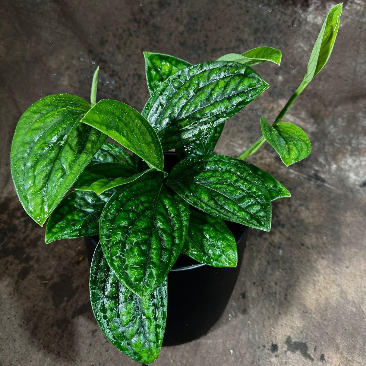 RARE Monstera Peru Plant in a 6" Nursery Pot - Low Maintenance Indoor Plants - Air Purifier Gift Houseplant