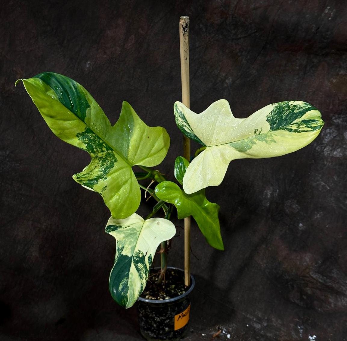 Variegated Philodendron Bipennifolium in a Nursery Pot - Rare Collector Plant - Live Indoor Tropical Plant - Exact SAME Plant - US Seller