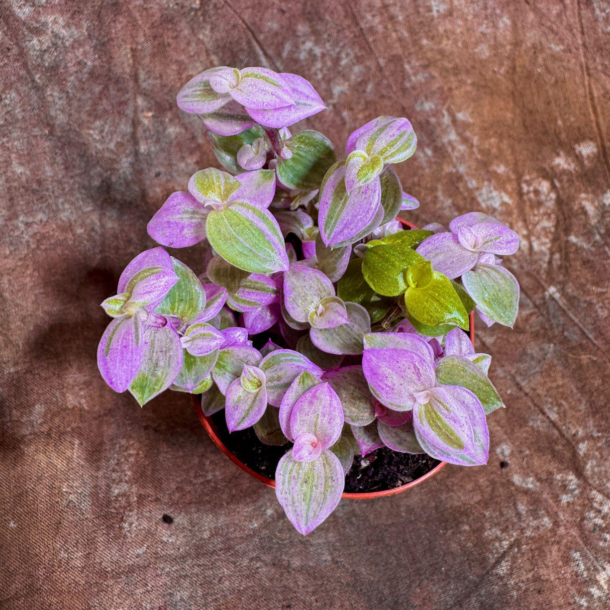 Callisia Repens in a 2” Nursery pot | Pink Tradescantia Starter Plant | Pink Lady Plant | Turtle Vine | Low Light Indoor Plant
