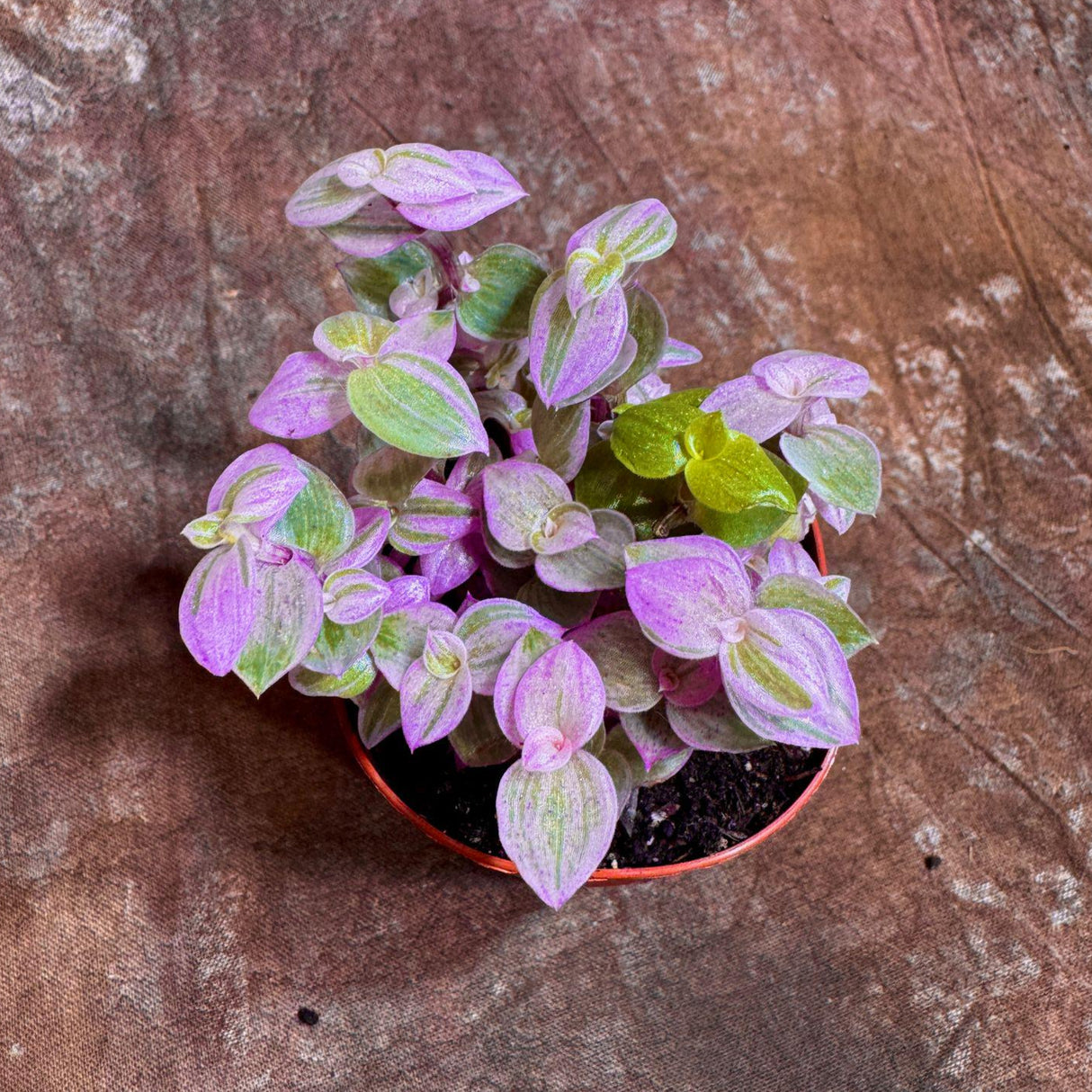 Callisia Repens in a 2” Nursery pot | Pink Tradescantia Starter Plant | Pink Lady Plant | Turtle Vine | Low Light Indoor Plant