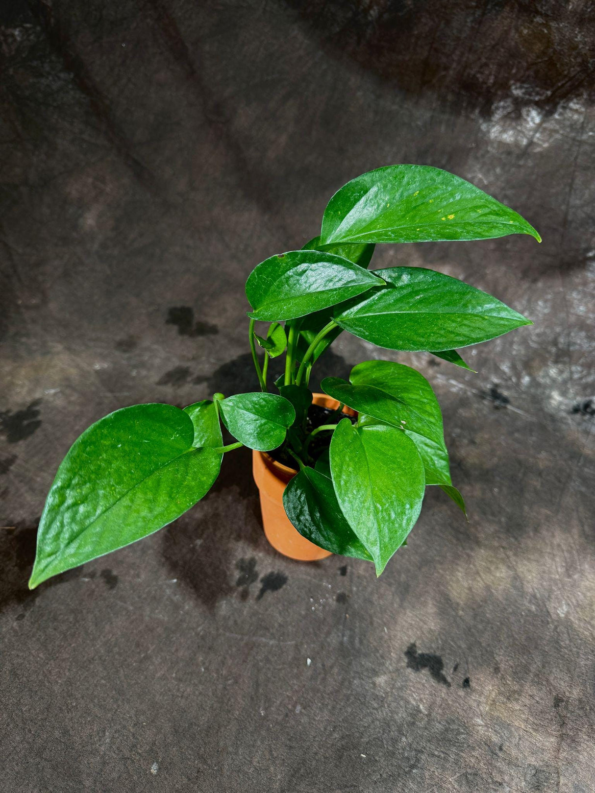 Jade Pothos in 3” Pot - Epipremnum Aureum Jade - Vining Low Light Indoor Plant - Air Purifying Tropical Houseplant - Live Indoor Plant