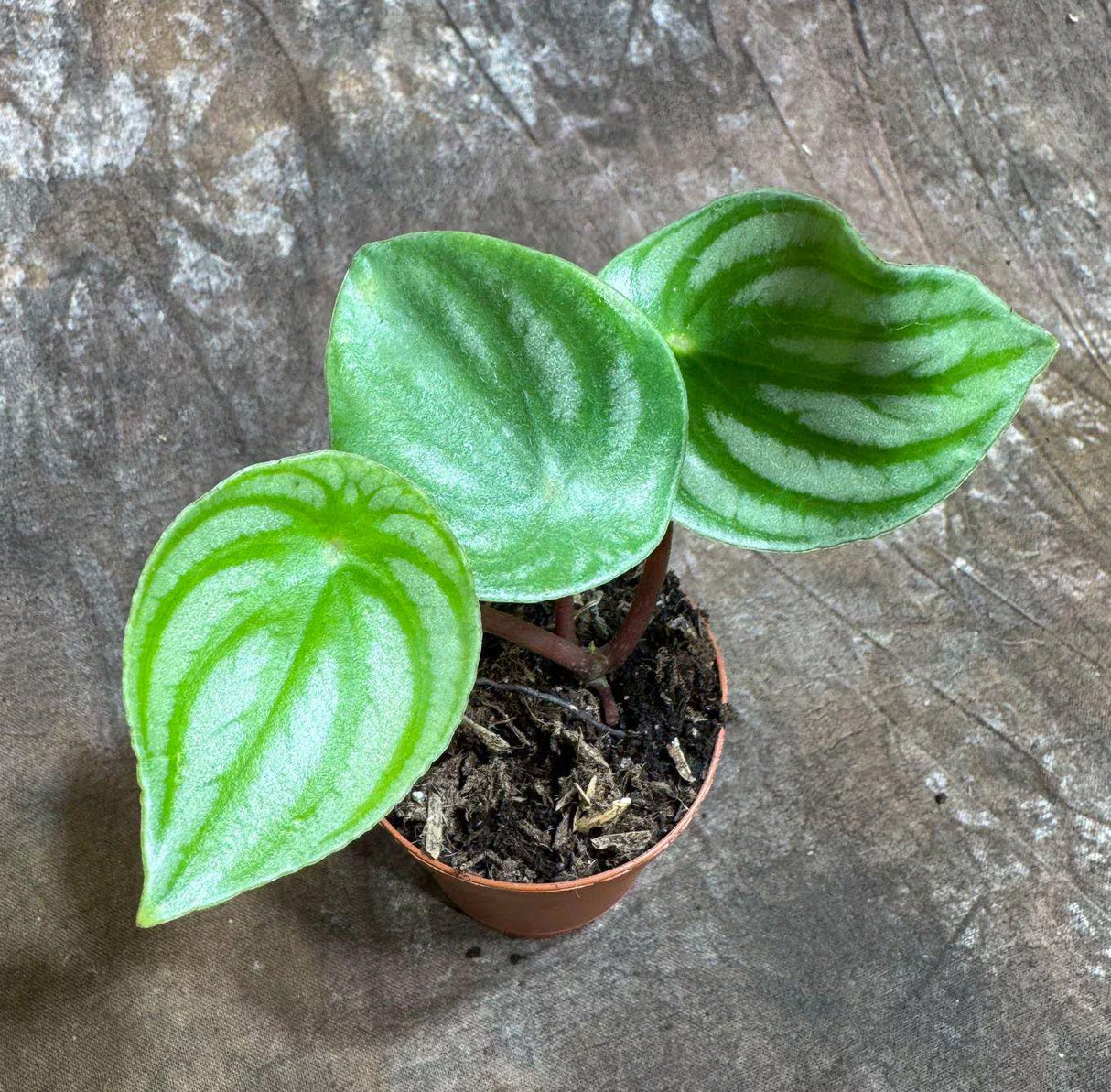 2" Watermelon Peperomia Bulk-Case10- Live Peperomia Argyreia Plants (Case of 10 Pots)